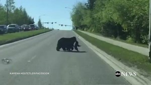 5.3M views · 2.7K reactions | BABY BEAR CROSSING: Two bear cubs bring Alaska traffic to a standstill as they try to cross a highway, before mama bear directs them back into the woods. | ABC News | Facebook