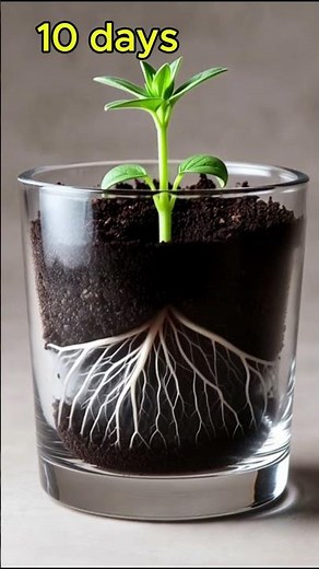 🪻Oregano Plant Growth Timelapse 🌱 From Seed to Flower | Ultra Realistic Cinematic Pot Growth🪻🪻