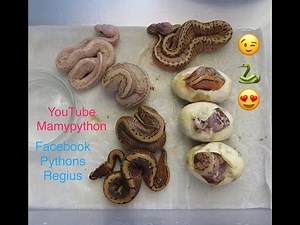 Pythons regius éclosion/incision Ponte Clutch N°4