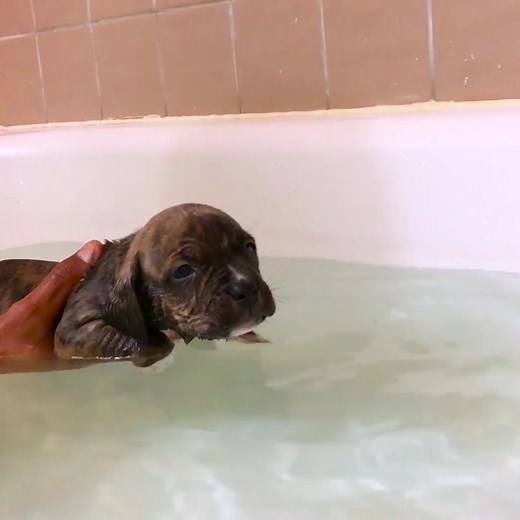 211K views · 1.7K reactions | A puppy learns to swim 凉 #reels #puppy #swimming #cute | Dog Dynasty | Facebook