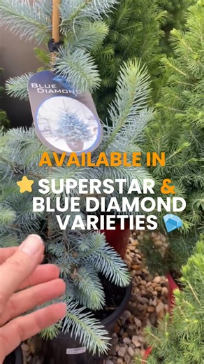 🎄 Christmas Trees are here! 🎄 Nothing beats the smell of pine filling your home at Christmas! Our new delivery has just arrived, with gorgeous Supertar and Blue Diamond varieties starting from $34.95. 💎🌟 Swing past the nursery, take your pick, and bring a little bit of Christmas magic home. 📍Find us at the end of the lane, 95 Park Lane, Wangaratta. 📞 (03) 5721 6955 ⏰ Mon–Fri 9am–4:30pm | Sat–Sun 9am–3pm | Park Lane Nursery