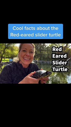 Cool Facts About Red-Eared Slider Turtles