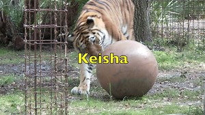 45K views · 3.6K reactions | Watch the big cats have a "ball" with their new permanent enrichment items. You can see more videos like this by visiting BigCatTV.com. | Big Cat Rescue | Facebook