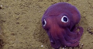 137K views · 54 reactions | This adorable, googly-eyed stubby squid was spotted by biologists 3000 feet under the sea #OddVuz | Very Local | Facebook