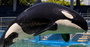 Lolita the orca dies in captivity before return to the PNW