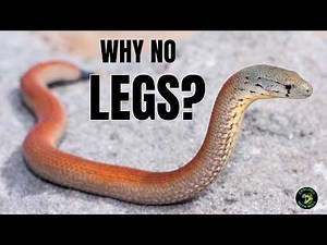 Why do Animals Keep Evolving Into Snakes?