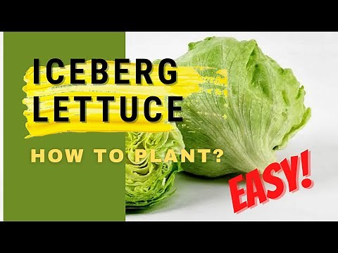 How to Plant Iceberg Lettuce at Home | Easy Tutorial