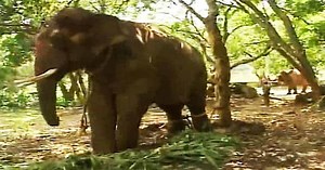 After Years of Abuse, Sunder, the Elephant is Home at Last