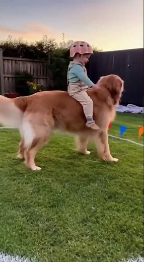Baby Riding the Dog! 😂🐶#DogLovers