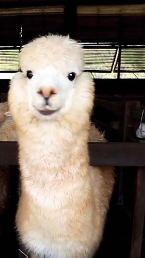 cute lovely Llama 🤩🦙🥰🥺🌹😍 #beautifulanimals #animallife #nature 🥰😍🤩