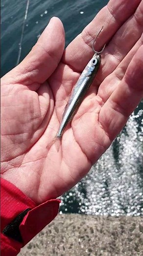 異常発生した海で針だけで釣る【ドケチ家族】の泳がせ
