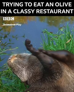 57K views · 276 reactions |  | BBC Two | Facebook