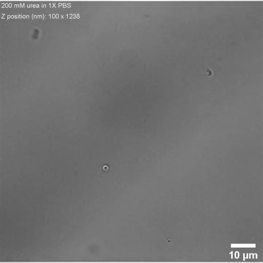 Ionic Species Affect the Self-Propulsion of Urease-Powered Micromotors S4