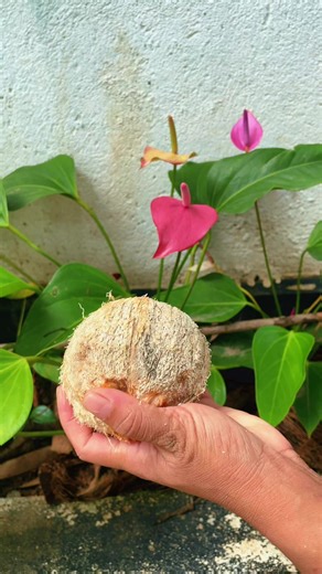 Coconut ASMR Sound #asmr #asmrcommunity #asmrsounds #asmrvideo