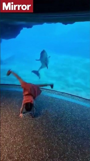 Dolphin fascinated by girl doing cartwheels #shorts