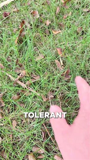 Southern Shade Tolerant Grass