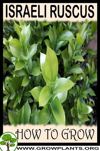 Israeli ruscus - How to grow & care