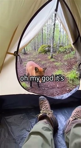 Mommy Fox Runs Away After Getting Scared — Baby Fox Left Inside Tent! 😳🦊 (Caught on Camera)