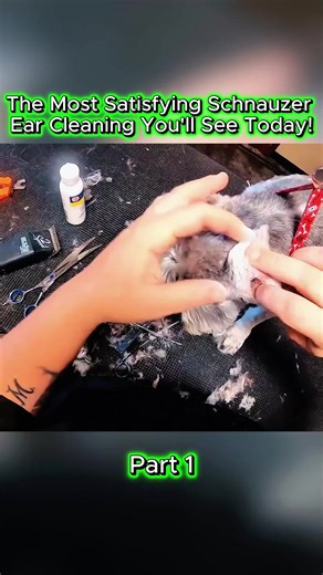 The Most Satisfying Schnauzer Ear Cleaning You'll See Today! 😍 #earcleaning #schnauzer #dog #grooming #asmr (1)