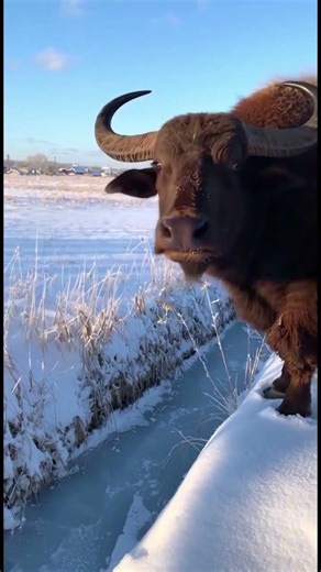 😱 BISON SMASHES My Windshield! Then He Led Me To This... 💔