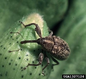Boll weevil - Alchetron, The Free Social Encyclopedia