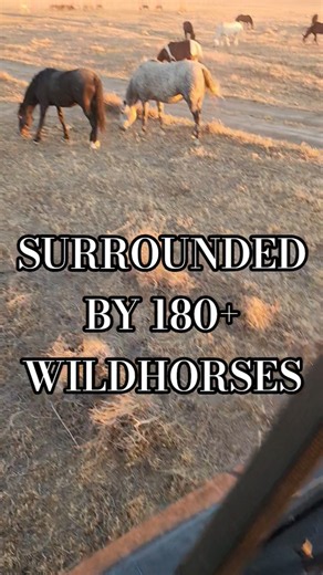 Filming Wildhorses at sunset 🎬✨️ #explore #wildlife #wildhorses #trending