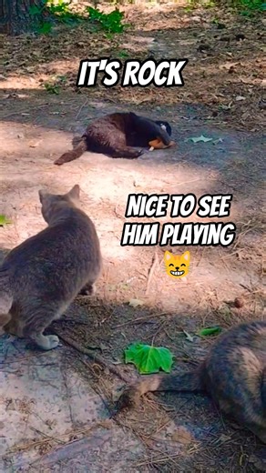 The Joy Of A Catnip Toy! 🖤 Cute Black Cat #shorts