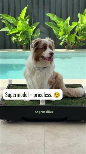 How I saved literally THOUSANDS of dollars over the years of having my pup. #puppy #doglife