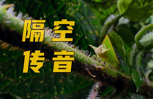 这种昆虫用树枝通信，养后代还要交“保护费”……