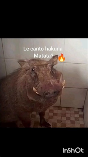 pumba se colo en mi baño 🔥
