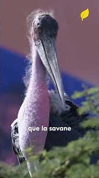 LE MARABOUT D'AFRIQUE : Le Géant Méconnu de la Savane ! 🦅🦴 #NATURÆ #MarabouStork