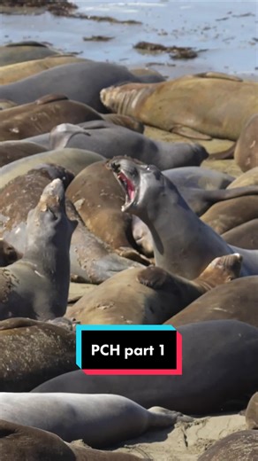 Explore Elephant Seals in San Simeon: PCH Activities
