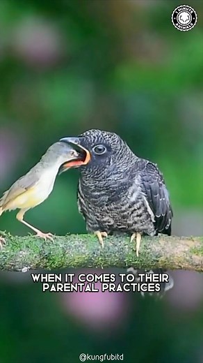 228K views · 4.1K reactions | Cuckoo  The Shocking Truth About Their Mothering Skills! #cuckoo #cuckoobird #cuckoos #bird #birds #birdlovers #wildlife #birdsofinstagram #birdgang #wildanimals | 1 Minute Animals | Facebook
