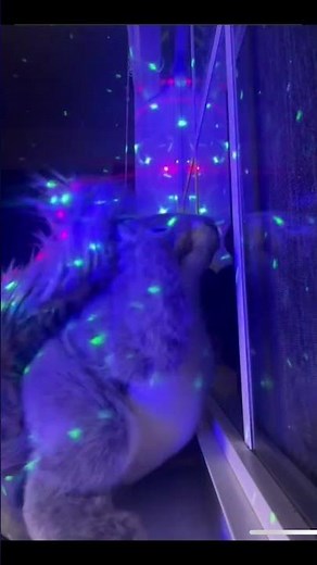 Dancing squirrel 🐿️ credits to nibsgonewild on TikTok