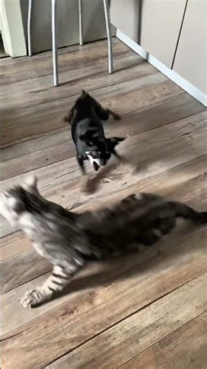 Crazy Dog Bites Cat! 🐶🐱😂#cat vs #dog #youtubeshorts #funnycats #comedyvideo