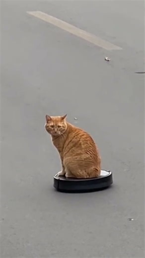 Crazy Cat on a Vacuum – Road Edition! 😺🌀