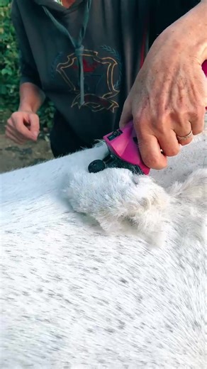 Clipping season 😍 #foryou #foryoupage #british #viral #equestrian #equestrianproblems #comedy #horses #ponies #clipping #satisfying #winter #rocket