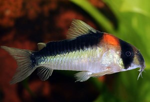 Corydoras Adolfoi: 5 Must-Know Care Requirements in Tank