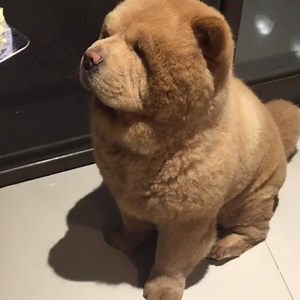 Dog or teddy bear? 󾌧󾇁 Credit: Chowder the Bear Dog | Tyla