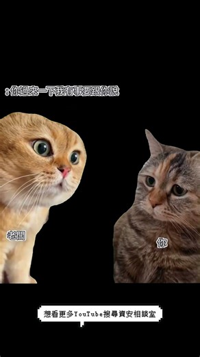 快讓我下班！！！ #迷因 #meme #cats #上班 #貓