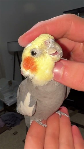 Relaxing Parrot Enjoys Gentle Petting 🦜 So Cute & Calm