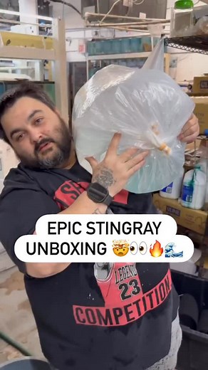 Gorgeous Blue Dot Stingray Pair🔥🤯👀 Look how stunning these guys are! Would you add them to your tank? #nyaquatic #fishkeeper #fishkeeping #oceancreatures #aquarium #saltwaterfish #fishtank #fishstore #fish #reeftank #stingray #sharktank #sharkpond | NYAquatic