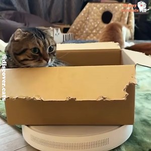 7.1K views · 376 reactions | Robotic Cleaner Helps Your Cat Travel Around  | Happy Animals | Facebook