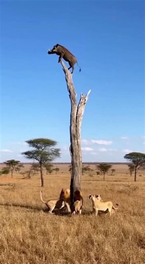 Warthog Treed by Lions! 🦁🐗