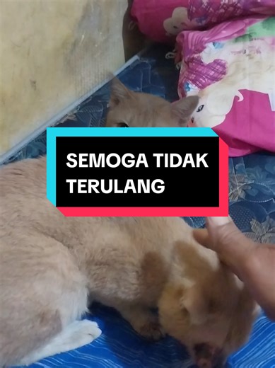 Kucing Dance Dangdut: Cerita Sembuh dan Dukungan