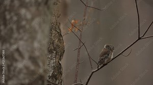 Eurasian Pygmy Owl, Glaucidium passerinum, sitting on the branch, bird in the nature forest habitat. Eurasian Pygmy Ow with typical sound. Eurasian Pygmy Owl in the nature. Eurasian Pygmy Owl.