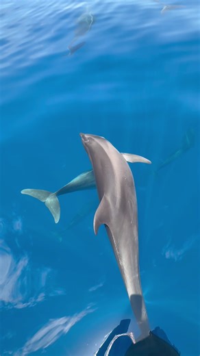 Bottlenose Dolphin Dances to Ocean Music