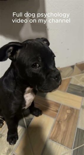 Dog Reacting really cute as always . #caninepsychology #puppy #dogbehaviour