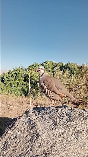 Lovely Quail Singing in Nature 🐦✨
