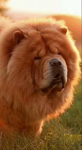 “Chow Chow Gets Angry 😤🦁 The Fluffiest Temper Tantrum Ever! 😂🐶”